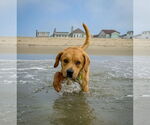 Small #11 Labrador Retriever Mix