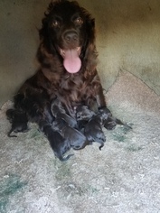 Mother of the Boykin Spaniel puppies born on 11/02/2017