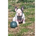 Small Photo #9 French Bulldog Puppy For Sale in ROCK ISLAND, TN, USA