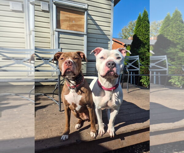 Medium Photo #27 American Pit Bull Terrier-American Staffordshire Terrier Mix Puppy For Sale in Techny, IL, USA