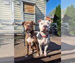 Small Photo #27 American Pit Bull Terrier-American Staffordshire Terrier Mix Puppy For Sale in Techny, IL, USA