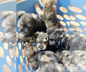 Schnauzer (Miniature) Puppy for sale in WAYNESVILLE, GA, USA