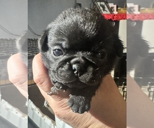 Pug Puppy for sale in WESTPORT, IN, USA