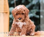 Small #1 Goldendoodle (Miniature)