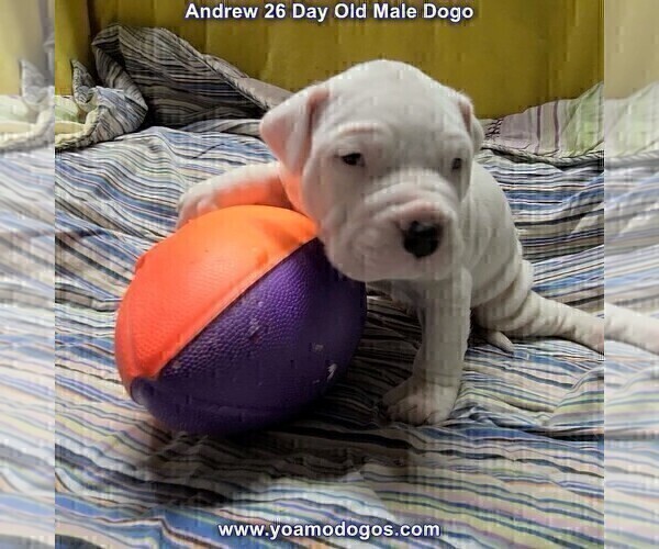 Medium Photo #48 Dogo Argentino Puppy For Sale in JANE, MO, USA