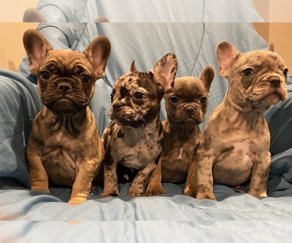 Medium Photo #1 French Bulldog Puppy For Sale in PARKVILLE, MD, USA