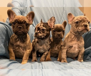 French Bulldog Litter for sale in PARKVILLE, MD, USA
