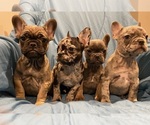 Small Photo #1 French Bulldog Puppy For Sale in PARKVILLE, MD, USA