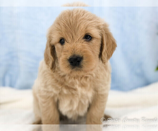 Medium Photo #3 English Cream Golden Retriever-Poodle (Standard) Mix Puppy For Sale in KARLSTAD, MN, USA