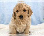 Small Photo #3 English Cream Golden Retriever-Poodle (Standard) Mix Puppy For Sale in KARLSTAD, MN, USA