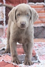 Labrador Retriever Puppy for sale in WEST PLAINS, MO, USA