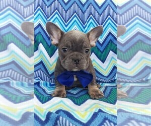 French Bulldog Puppy for sale in LANCASTER, PA, USA