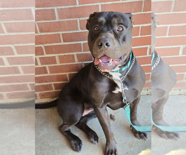Medium Photo #2 American Staffordshire Terrier-Unknown Mix Puppy For Sale in Bardstown, KY, USA