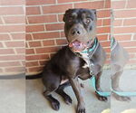 Small #1 American Staffordshire Terrier Mix