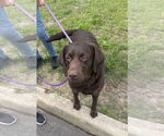 Small #9 Labrador Retriever