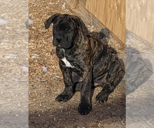 Presa Canario Puppy for sale in PEYTON, CO, USA