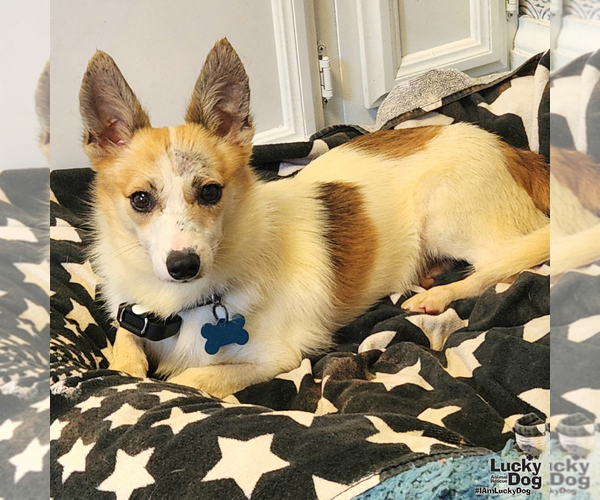 Medium Photo #8 Jack Russell Terrier-Unknown Mix Puppy For Sale in Washington, DC, USA
