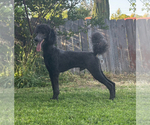 Small Photo #1 Poodle (Standard) Puppy For Sale in HAMMOND, ME, USA
