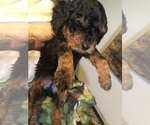 Small Photo #2 Cockapoo Puppy For Sale in HOLDEN, MO, USA