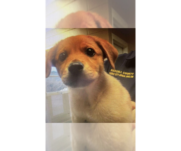 Medium Photo #1 Labrador Retriever-Unknown Mix Puppy For Sale in New York, NY, USA