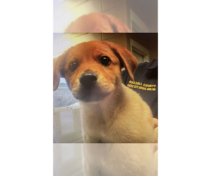 Labrador Retriever-Unknown Mix Dogs for adoption in New York, NY, USA