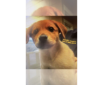 Small Labrador Retriever Mix