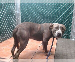 Medium American Pit Bull Terrier