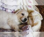 Small #1 English Cream Golden Retriever