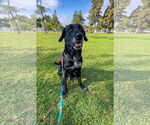 Small #6 Great Dane-Labrador Retriever Mix