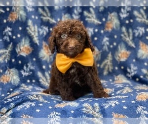 Cavapoo Puppy for sale in LAKELAND, FL, USA