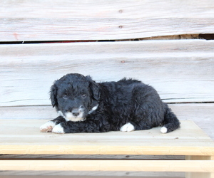 Collie-Poodle (Miniature) Mix Puppy for sale in LEWISTON, UT, USA