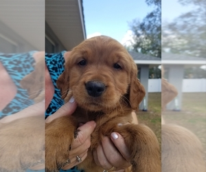 Golden Retriever Puppy for sale in SUMMERFIELD, FL, USA