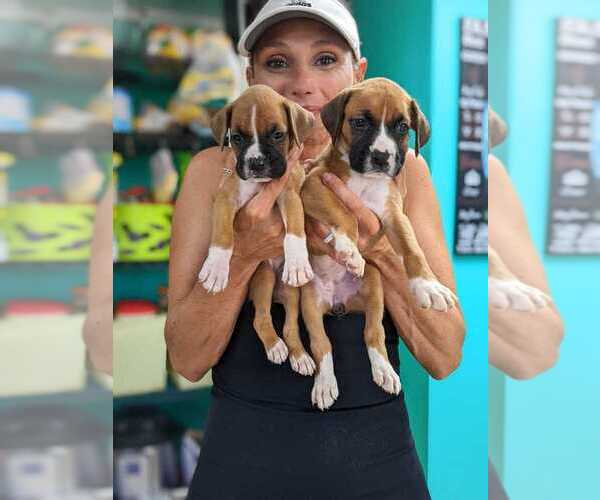 Medium Photo #1 Boxer Puppy For Sale in CORPUS CHRISTI, TX, USA