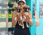 Small Photo #1 Boxer Puppy For Sale in CORPUS CHRISTI, TX, USA