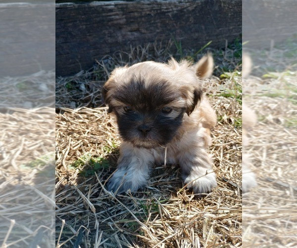 Medium Photo #10 Shih Tzu Puppy For Sale in ALLENSVILLE, KY, USA