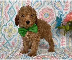 Poodle (Toy) Puppy for sale in LANCASTER, PA, USA