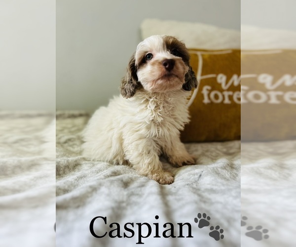 Medium Photo #2 Cockapoo Puppy For Sale in ALGOOD, TN, USA