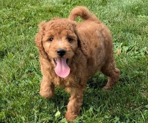 Irish Doodle-Poodle (Miniature) Mix Puppy for sale in GOSHEN, IN, USA