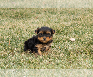 Yorkshire Terrier Puppy for sale in NAPPANEE, IN, USA