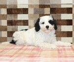Small #1 Bernedoodle (Miniature)