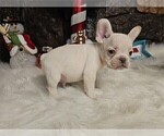 Small #13 French Bulldog