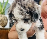 Small Photo #96 Sheepadoodle Puppy For Sale in HUNTINGTON BEACH, CA, USA