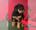 Small Photo #10 Rottweiler Puppy For Sale in MIRA LOMA, CA, USA