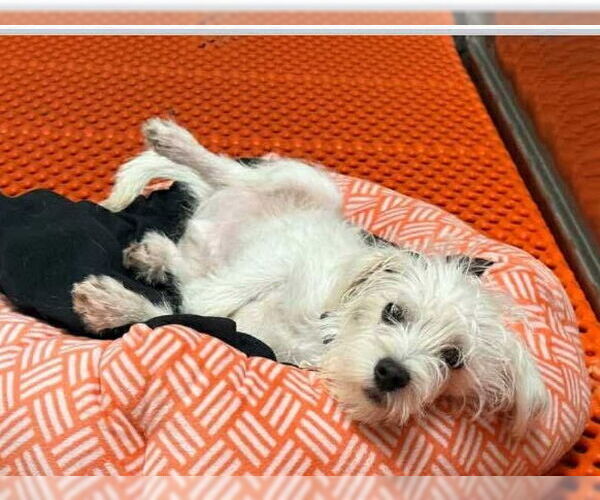 Medium Photo #2 Maltese-Unknown Mix Puppy For Sale in Wheaton, IL, USA