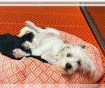 Small #1 Maltese Mix