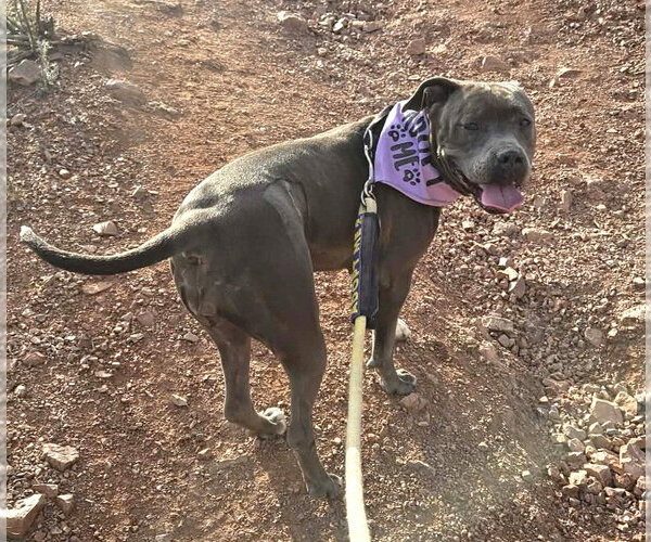 Medium Photo #10 American Pit Bull Terrier Puppy For Sale in phoenix, AZ, USA