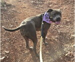 Small #9 American Pit Bull Terrier