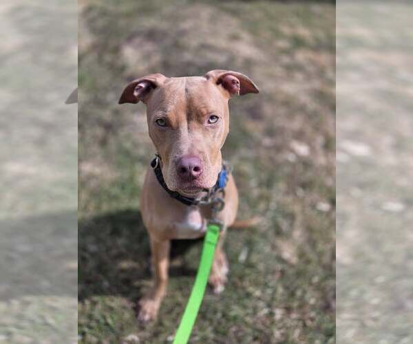 Medium Photo #2 Mutt Puppy For Sale in Binghamton, NY, USA