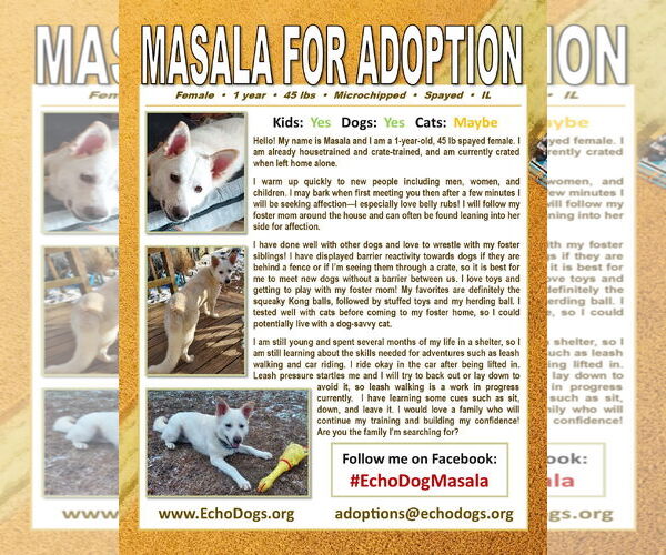 Medium Photo #4 Unknown-white german shepherd Mix Puppy For Sale in Hoffman Estates, IL, USA