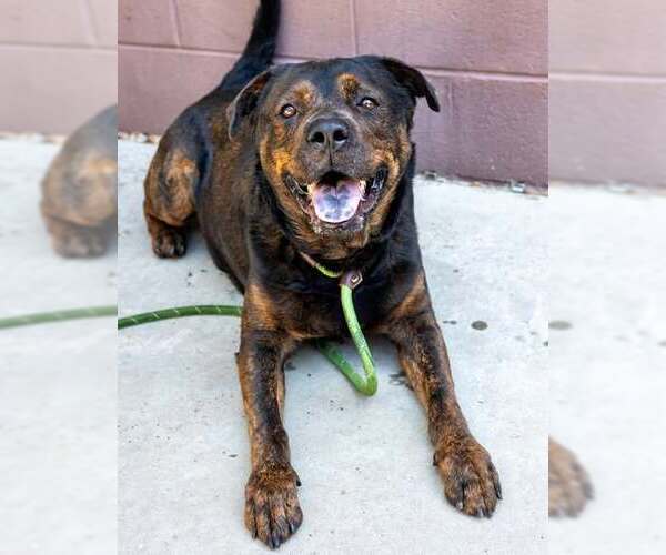 Medium Photo #2 Rottweiler-Unknown Mix Puppy For Sale in Hillsboro, NH, USA